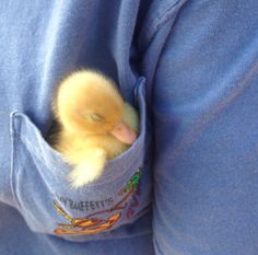 a small duckling is poking its head out of a pocket