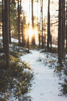 the sun is shining through the trees in the snow - covered forest, and there are no leaves on the ground