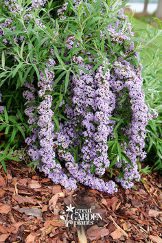 An English-style garden must-have! The gorgeous cascading branches smothered in lilac florets are a stunning sight to see come spring, providing an early-season food source for emerging pollinators! Learn more about this shrub on our website, where your dream garden awaits!