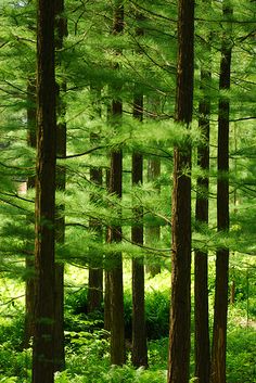 a forest filled with lots of tall green trees