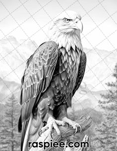 an eagle sitting on top of a tree branch with mountains in the backgroud