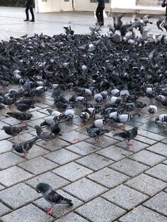 a flock of birds standing on top of a sidewalk