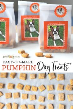 easy to make pumpkin doggie treats for dogs that are ready in the freezer