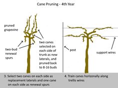 three different types of trees that are labeled in the diagram, one with two branches and one without leaves