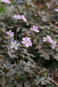 small purple flowers are growing in the grass