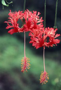 three red flowers hanging from a tree branch