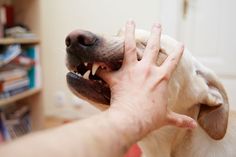 a person is petting a dog's teeth with his hand and mouth open