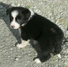 a black and white puppy sitting on top of a rocky ground