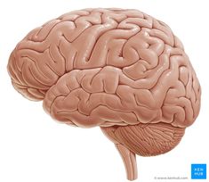 an image of a human brain on a white background