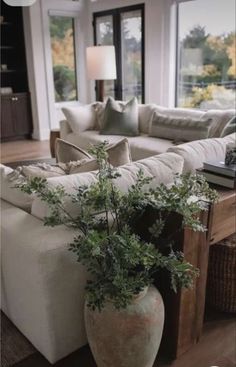 a living room filled with furniture and a large plant in a vase on the coffee table