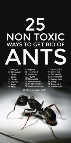 the cover of 25 non - toxic ways to get ridd of ants