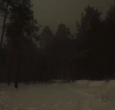 a dark forest filled with lots of snow