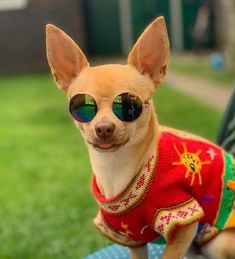 a small dog wearing sunglasses on top of a blue table in front of some grass