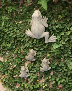 a group of frogs sitting on top of green plants