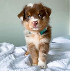 a brown and white puppy sitting on top of a bed