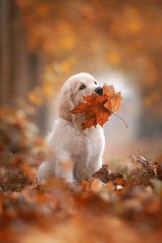 a small white dog holding an orange leaf in it's mouth while sitting on the ground