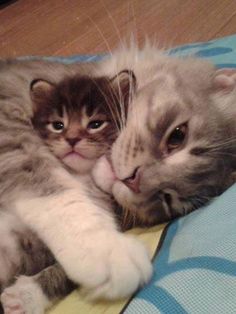 two kittens cuddle together on a bed