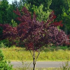 a tree with purple leaves in the middle of a road near some bushes and trees