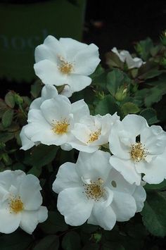 white flowers with green leaves in the background