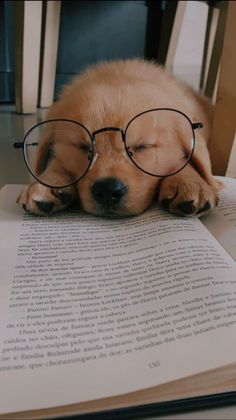 a dog wearing glasses laying on top of an open book with its head resting on it's paws