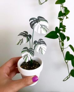 a hand holding a small potted plant in it's palm like form with green leaves