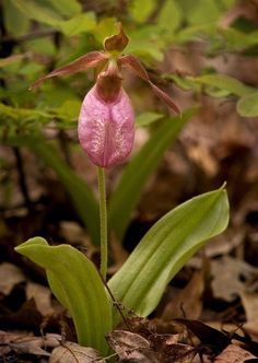 a pink flower that is growing out of the ground with leaves around it and on the ground