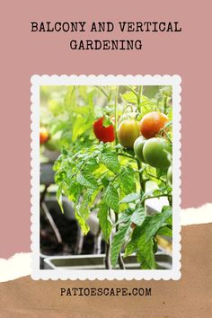 an image of a tomato plant with the words balcony and vertical gardening