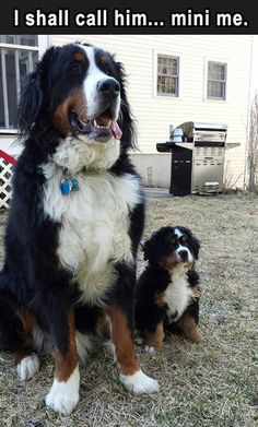 two dogs are sitting in the grass near a house and one dog is looking at the camera