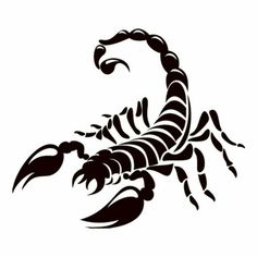 a black and white scorpion tattoo design