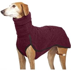 a brown dog wearing a maroon coat