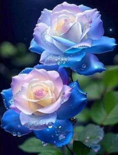 two blue and white roses with water droplets on them