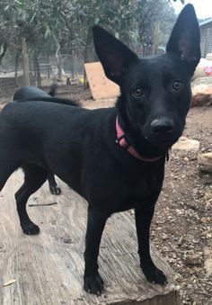 a black dog standing on top of a wooden platform