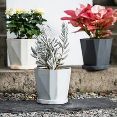 three potted plants are sitting on the steps