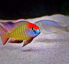 two colorful fish are swimming in an aquarium