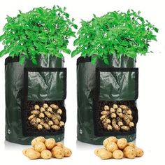 two bags filled with potatoes next to each other and plants growing out of the bag