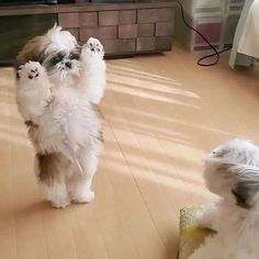 two small dogs playing with each other on the floor