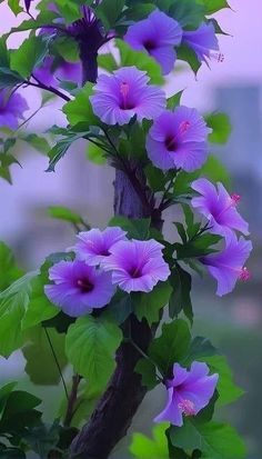 purple flowers with green leaves in the foreground