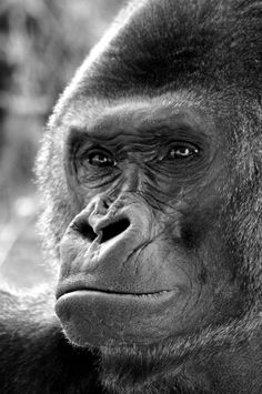 a black and white photo of a gorilla looking at the camera with an intense look on his face