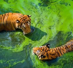 two tigers are swimming in the green water