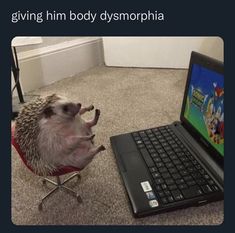 a hedgehog sitting in front of a laptop on the floor with its paws up