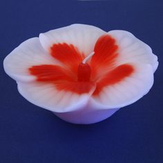 a red and white flower sitting on top of a blue table