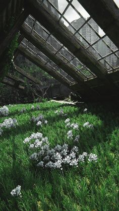 some white flowers and green grass under an overpass