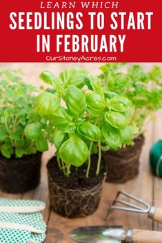 seedlings to start in february with text overlay that reads learn which seeds to start in feb