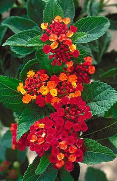 red and yellow flowers with green leaves