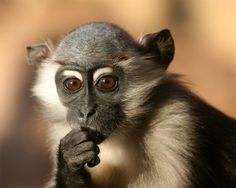 a close up of a monkey with its hand on it's face and looking at the camera