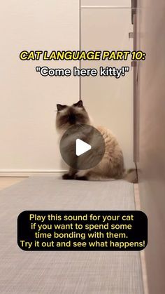 a cat sitting on the floor with a frisbee in it's mouth