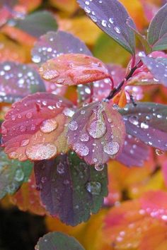 the leaves are covered with water droplets