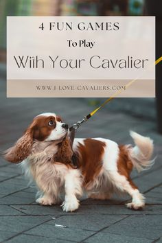 a brown and white dog on a leash with the words 4 fun games to play with your cavalier