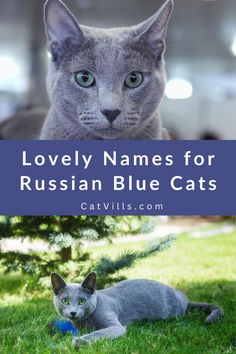 two cats sitting in the grass with text overlay reading lovely names for russian blue cats