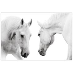 two white horses standing next to each other in black and white, with one looking at the camera